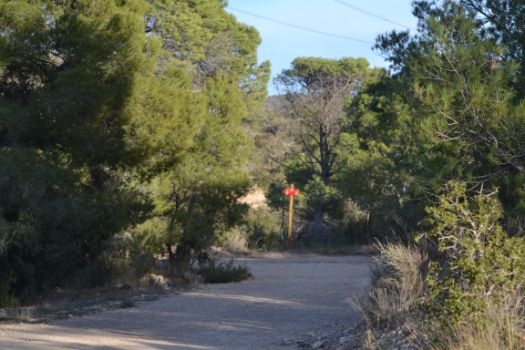 En algunos tramos del camino, se abandona el paisaje de cultivos por el de pinares