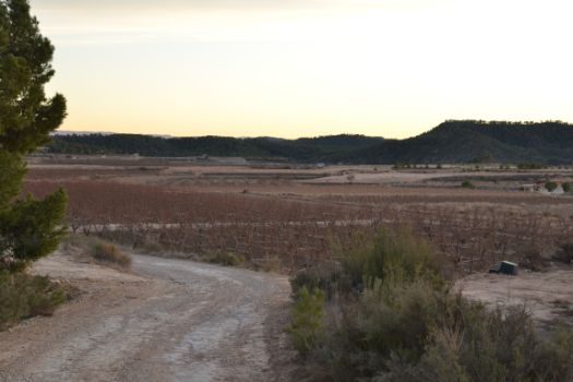 Paisaje típico de esta etapa, campos de cultivo alternándose con pinares