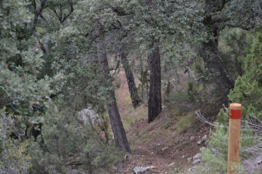 Cuando alcanza la media altura, el sendero se adentra en un pinar.