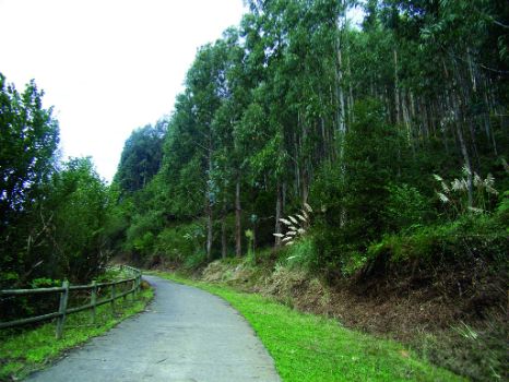 Sendero entre eucaliptos