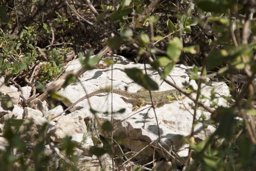 Lagarto ocelado 