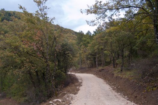 Monte de quercineas en Camino Natural