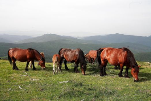 caballo Burguete