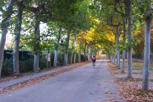 Inicio de la ruta entre platanos de sombra