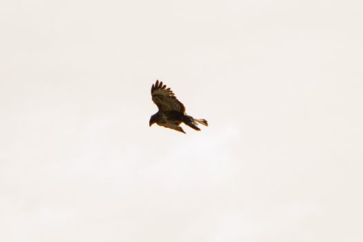 Common buzzard in flight