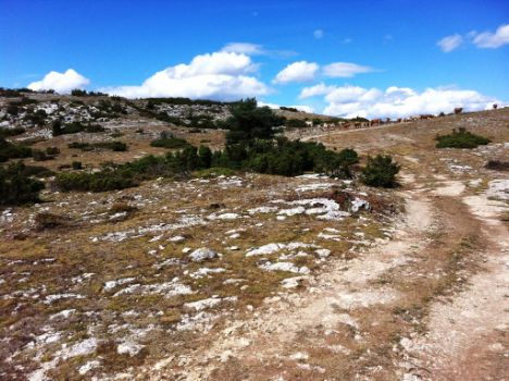 Altiplano de la Sierra Arkamo, estivadero de gran importancia para el ganado de la zona