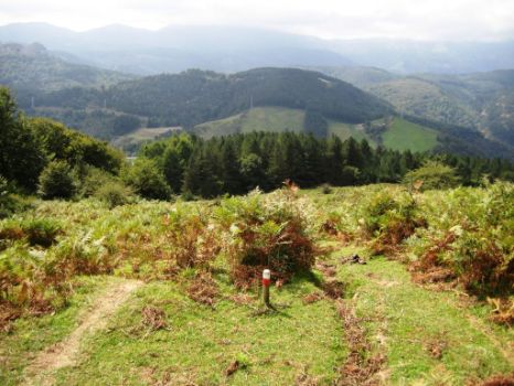 El Camino entre pinos albares