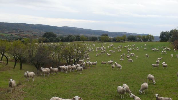 Sheep grazing at the foot of the sierra on the outskirts of Las Almunias del Rodellar
