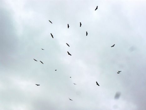 The griffin vulture, a constant presence in the Sierra Guara