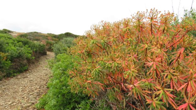 Lechetrezna, planta autóctona de Baleares (Euphorbia dendroides)
