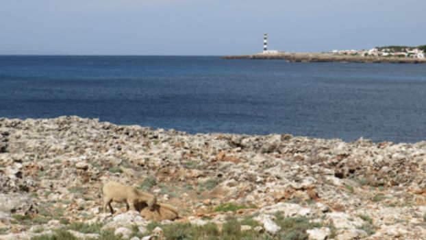Cabras menorquinas junto a Faro de Artruxt 
