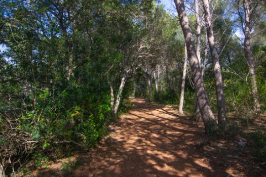 Shortly after starting, the path enters a pine forest