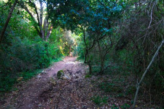 The descent to Binigaus beach is surrounded by trees
