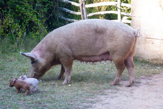 Ganado porcino en el Camino Natural Camí de Cavalls