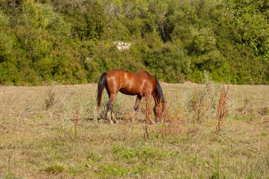 Ganado equino en el Camino Natural Camí de Cavalls