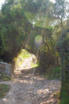 Rayos de sol penetrando entre la vegetación en el Camino Natural Camí de Cavalls