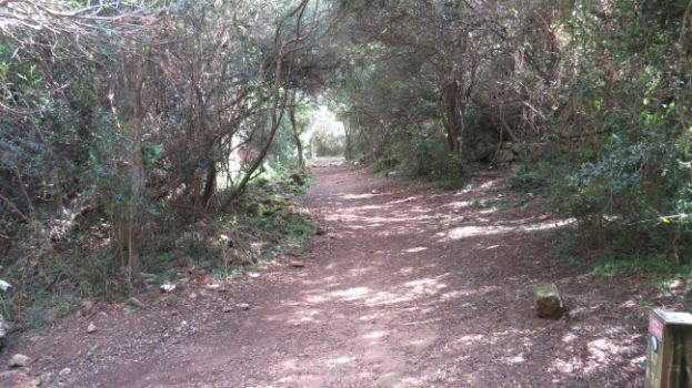 Zona boscosa del barranco de Cales Coves