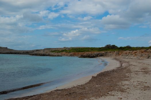Cala de Binibèquer con hojas de Posidonia oceanica