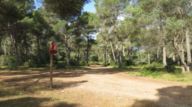 Signposting in a pine patch