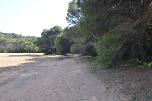 Camí de Cavalls por el pinar que da acceso al fin de etapa en Cala Algaiarens 