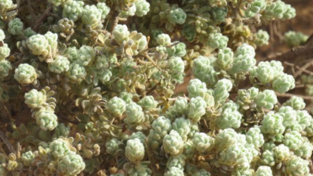 Herba de Cotó planta endémica de Menorca