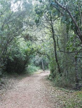 Bosque de Muntaya Mala