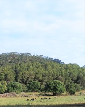 Mosaico agroforestal y cabras menorquinas