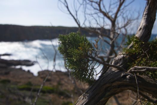 Detalle de una sabina (Juniperus phoenicea)