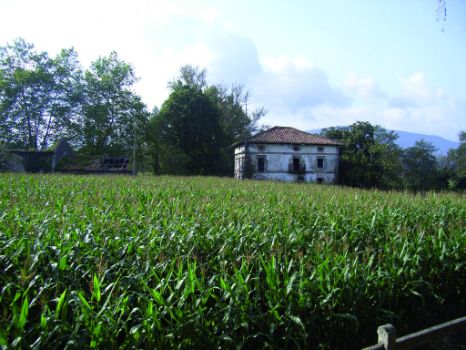 Caserío entre maizales