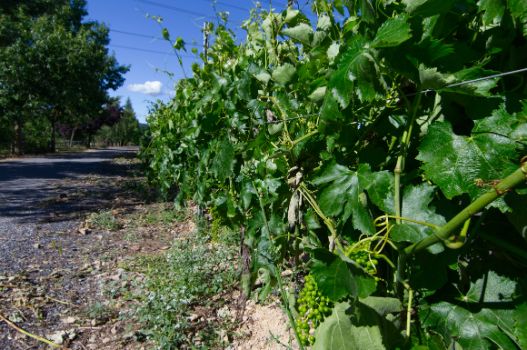 Un vallado vegetal de vides separa el camino natural de la carretera