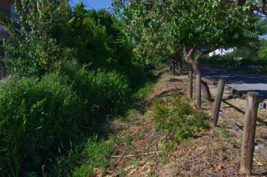 Buena parte del camino discurre junto a una acequia de riego cubierta de vegetación