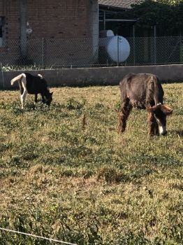 Ganado equino pastando a las afueras de Quilós