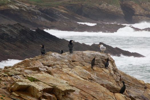 Cormoranes y gaviota 