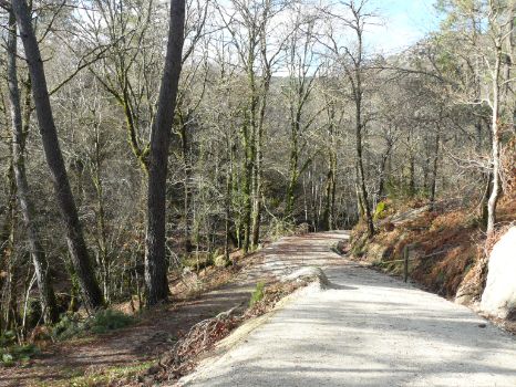 A walk amongst the deciduous trees