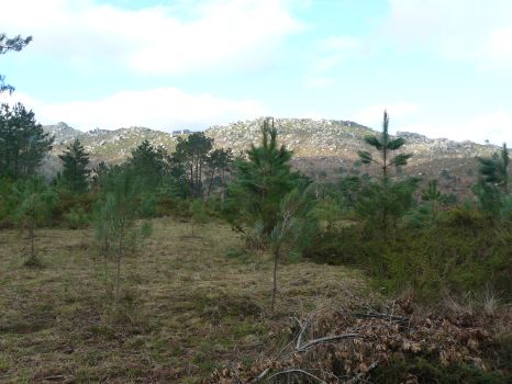 Pine reforestation