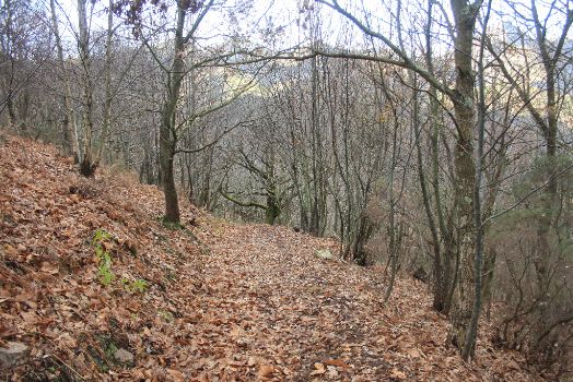 El sendero atraviesa un bosque de carvayos y castaños