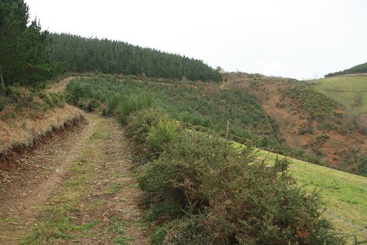 Imagen del ascenso por pista sobre la Sierra de Pillarma entre pinos de repoblación