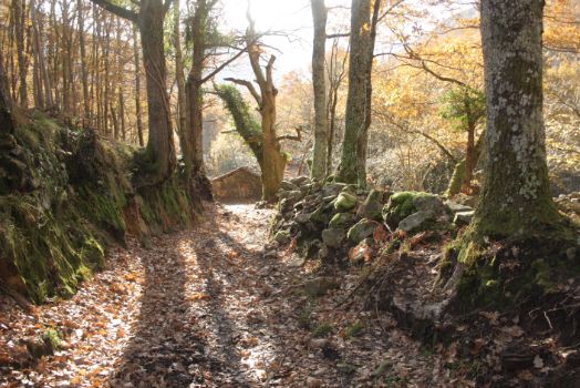 La pista, a veces encajada entre antiguos muros de piedra, se abre paso entre castaños y carvallos