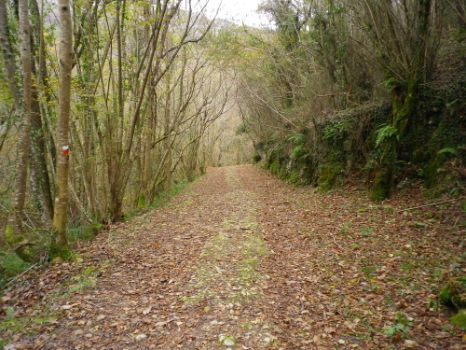 La pista de tierra discurre entre sotos de castaños, avellanos y robles