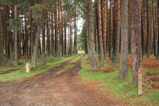 El último tramo de la etapa atraviesa un pinar de pino silvestre