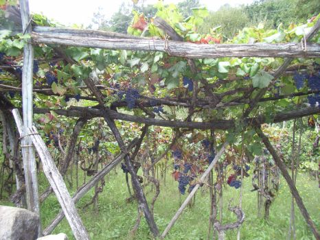 Vineyards