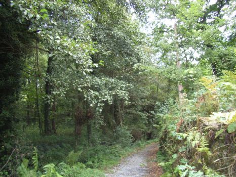 Trail through the riparian forest along the banks of the Varón stream