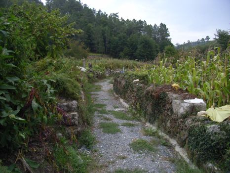 Path between stone walls and a cornfield
