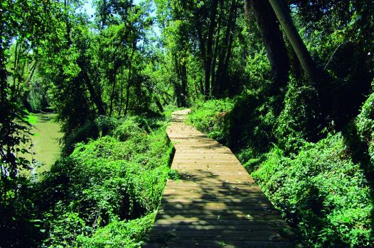 Pasarela de madera encima de vegetación