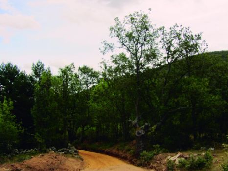 Camino con ejemplares de melojo