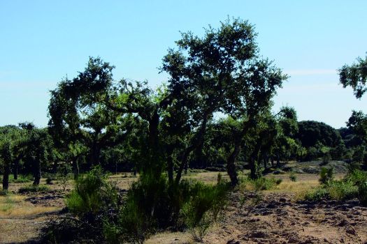 Zona de encinares trasmochos