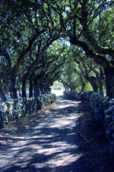 Camino protegido por muros y encinas