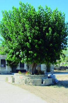 Morera en Gamones, al lado de la iglesia