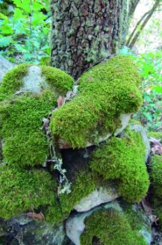 Detalle: piedras cubiertas de musgo