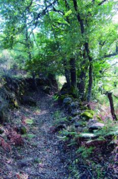 estrecho sendero entre muros y hojarasca